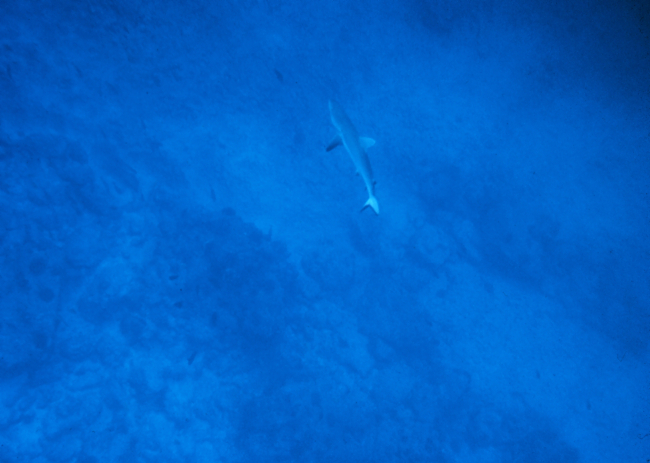 Large shark swimming far below