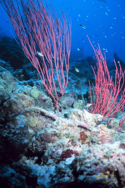 Red gorgonians with polyps extended on the lfet colony and retracted on theright