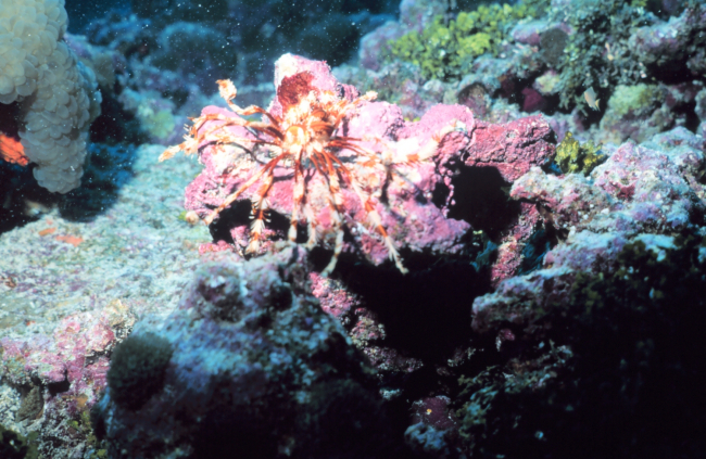 An orange and white crinoid with bubble coral to the upper left