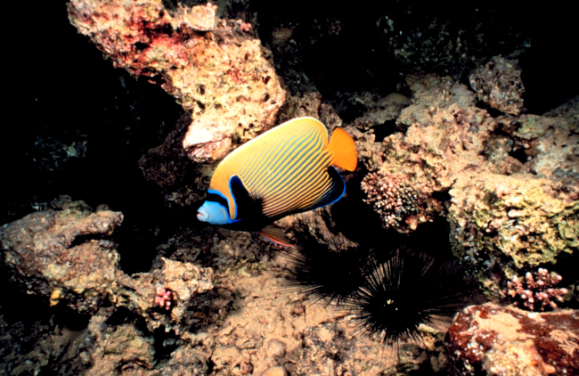 Emperor angelfish (Pomacanthus imperator)