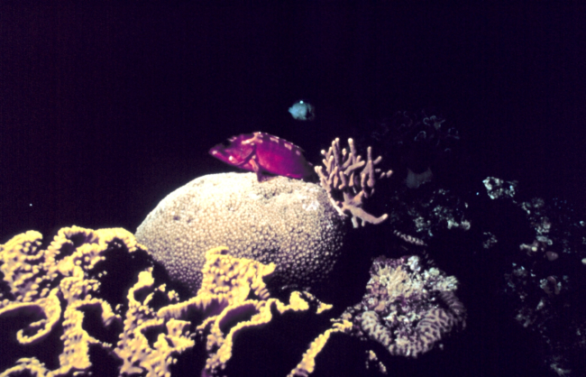 Reef fish resting on coral with cabbage coral in foreground