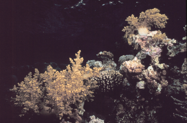 Soft corals reef scene