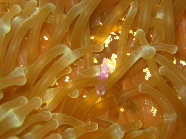 Note the purple-hued anemone shrimp living in the anemone tentacles