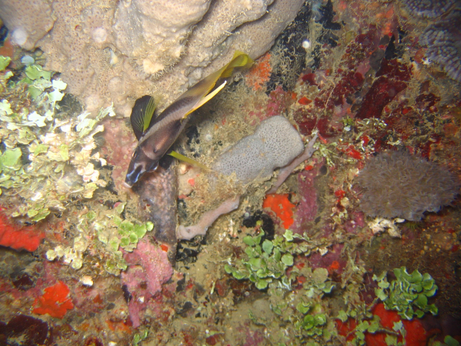 Masked bannerfish (Heniochus monoceros)