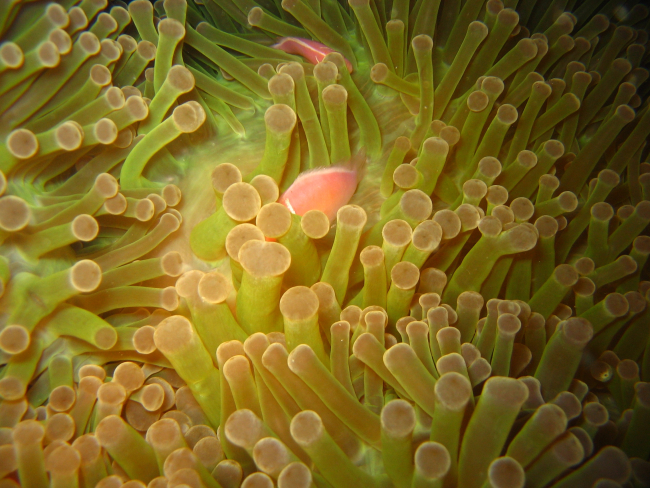 Pink clownfish (Amphiprion perideraion) with sea anemone