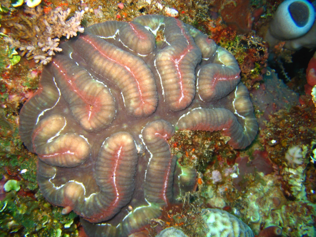Coral (sp?)