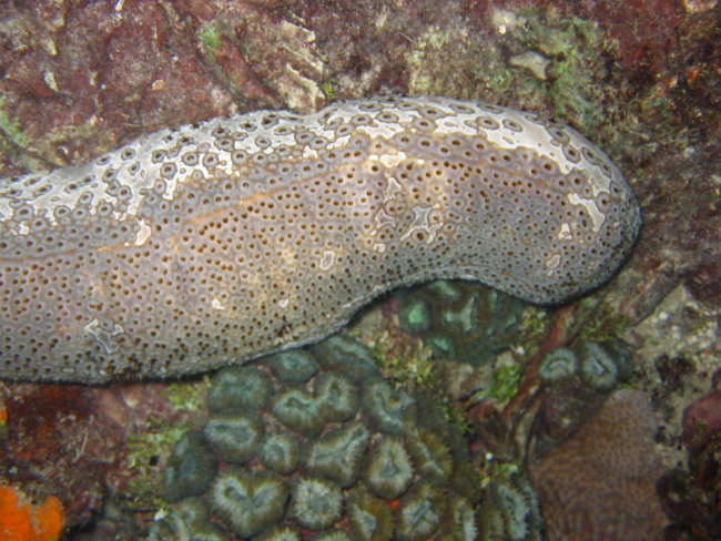A holothurian (sea cucumber)
