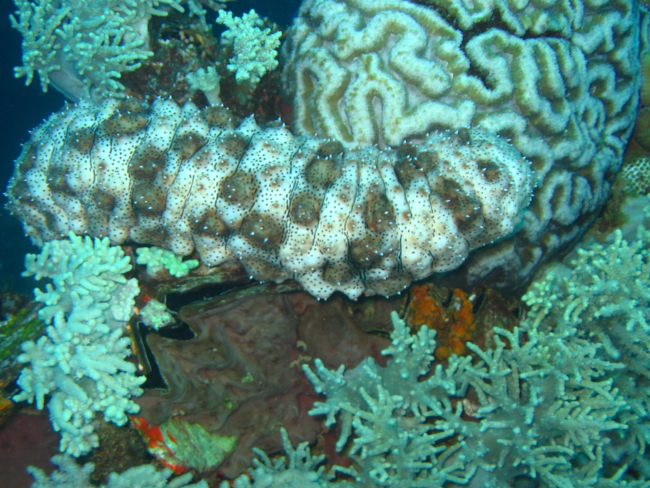 A holothurian (sea cucumber)
