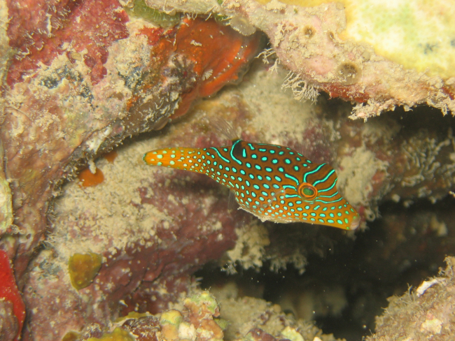 Papuan toby, also known as sharpnose pufferfish,  (Canthigaster papua)