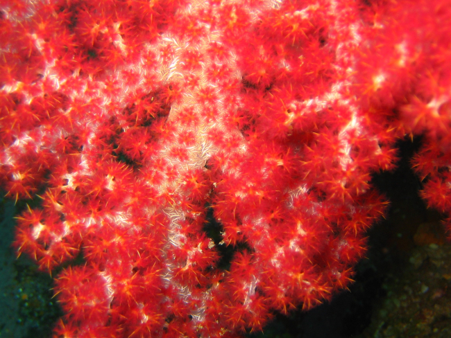 Soft corals (Dendronephthya sp