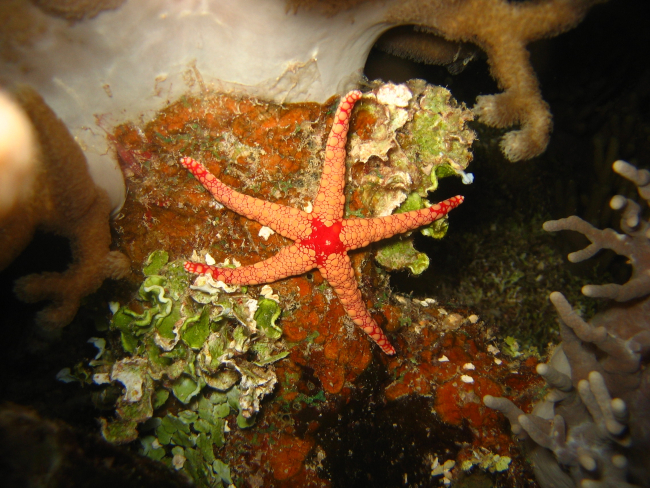A small orange starfish (Fromia ghardaqana)