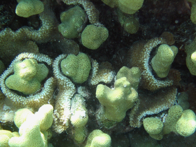 Rice coral (Montipora capitata) growing over Porites lobata