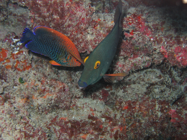 Potter's angelfish (Centropyge potteri) on the left and surgeonfish(Ctenochaetus strigosus)