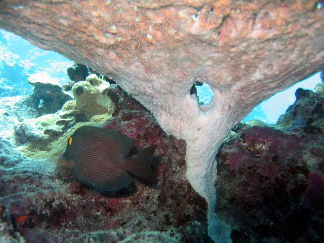 Surgeonfish (Ctenochaetus strigosus)