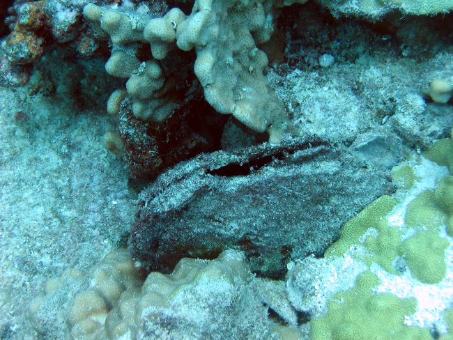 Pearl oyster (Pinctada margaritifera) in lower center of image