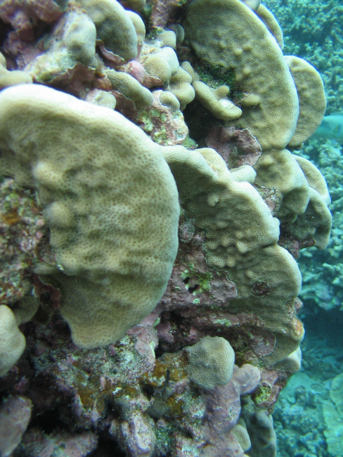 Pavona duerdeni - sometimes called pork chop coral