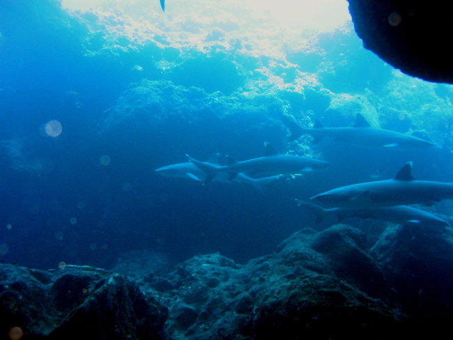 A group of white-tip sharks (Triaenodon obesus)