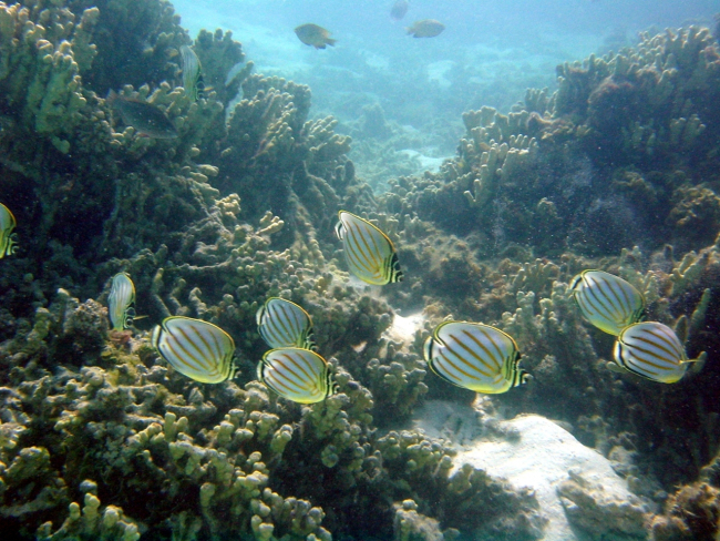 Butterfly fish (Chaetodon multicinctus)