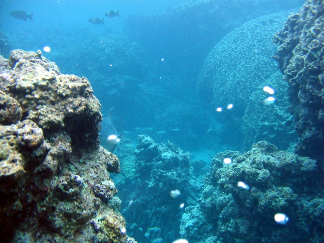 A reef scene