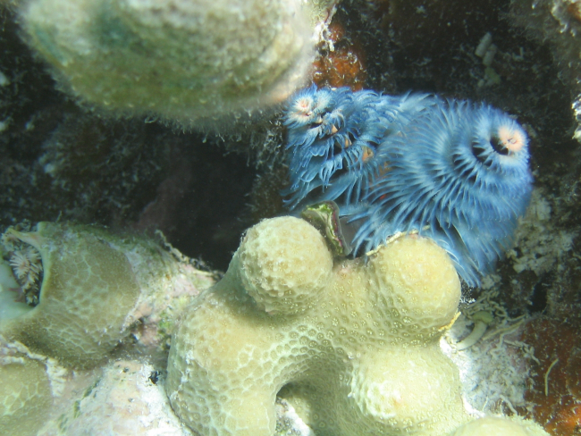 Blue sabellid worm on porites coral