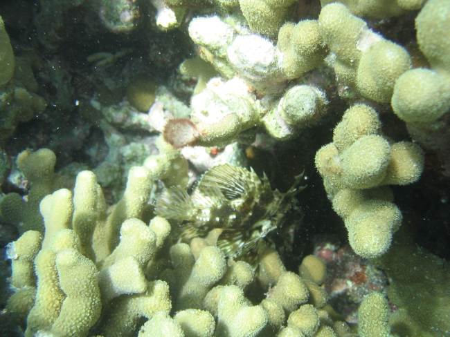 Small scorpionfish in porites coral