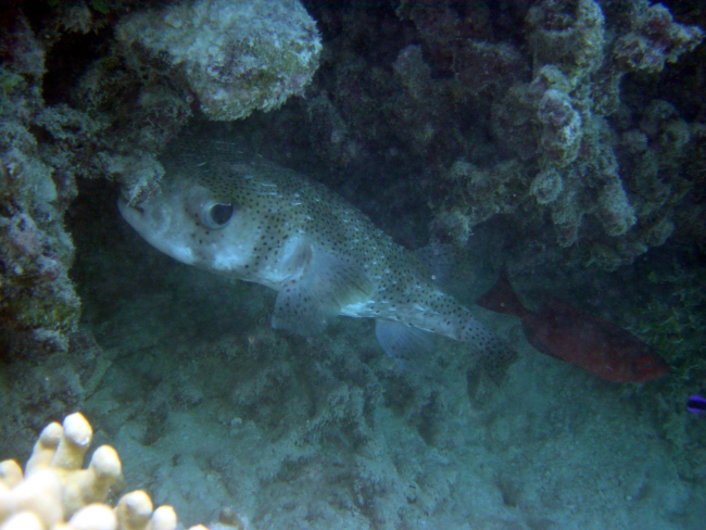 Porcupine fish (Diodon hystrix)