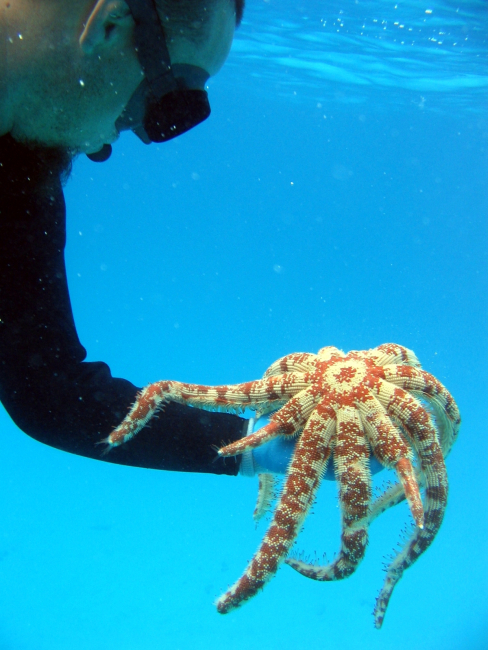 Top of Magnificent Star starfish (Luidia magnifica) - note regenerating legs