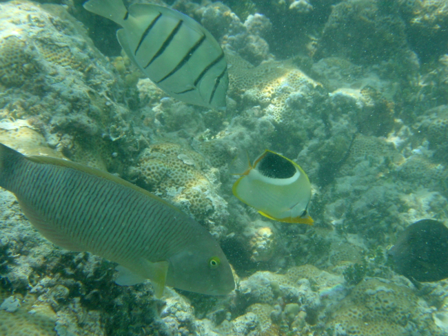 Convict tang (Acanthurus triostegus) at top, saddleback butterfly fish(Chaetodon ephippium) in middle, and old woman wrasse (Thalassoma ballieui)on bottom left