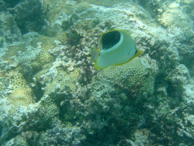 A saddleback butterfly fish (Chaetodon ephippium) in the foreground