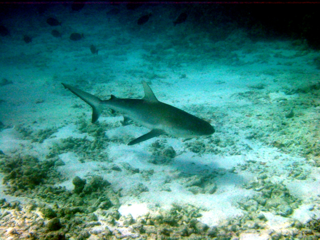 Galapagos shark (Carcharinus galapagensis)
