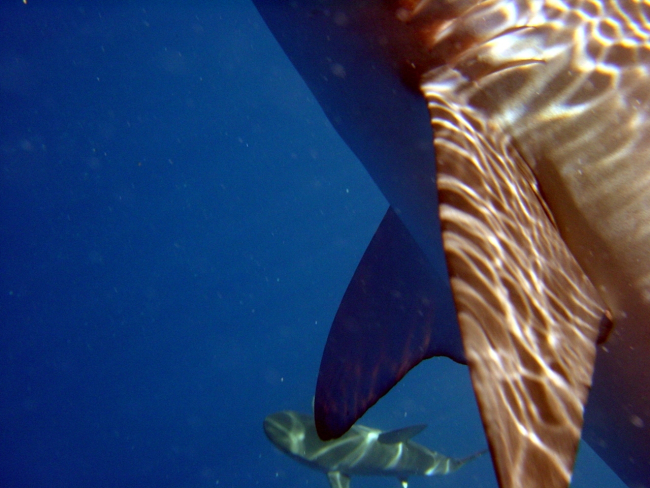 A large shark too close to capture in the cameras field of view