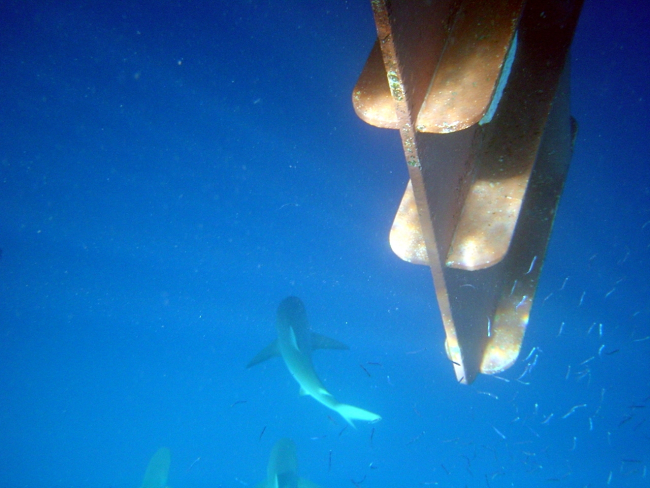 Gray reef sharks (Carcharinus amblyrhynchos) directly below theladder to the dive boat
