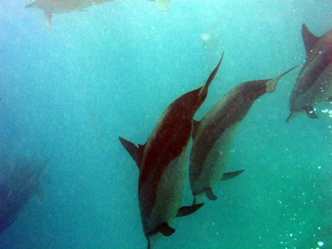 Spinner dolphins (Stenella longirostris) as seen while being towed duringdebris operations