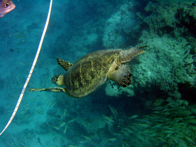 A green sea turtle (Chelonia mydas)