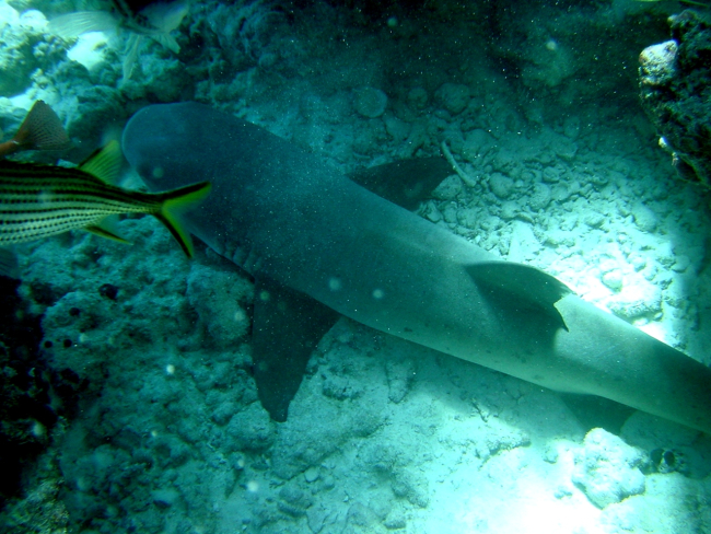 A white-tip shark (Triaenodon obesus)