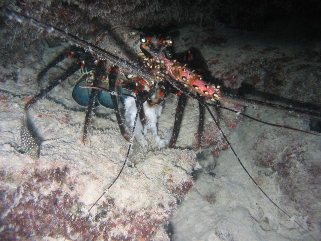 A spiny lobster (Panulirus sp