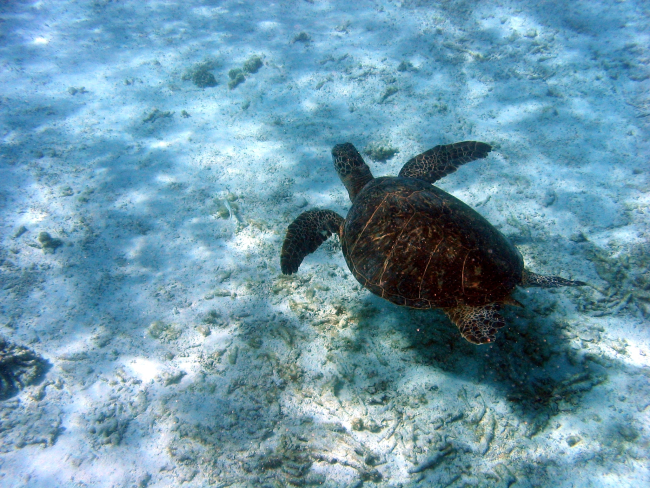 A green sea turtle (Chelonia mydas)