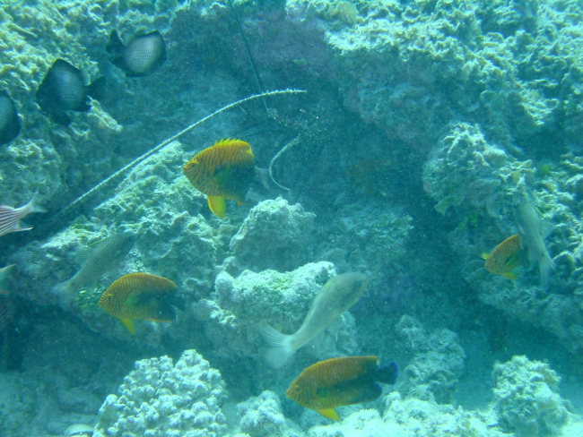 Potter's angelfish (Centropyge potteri)