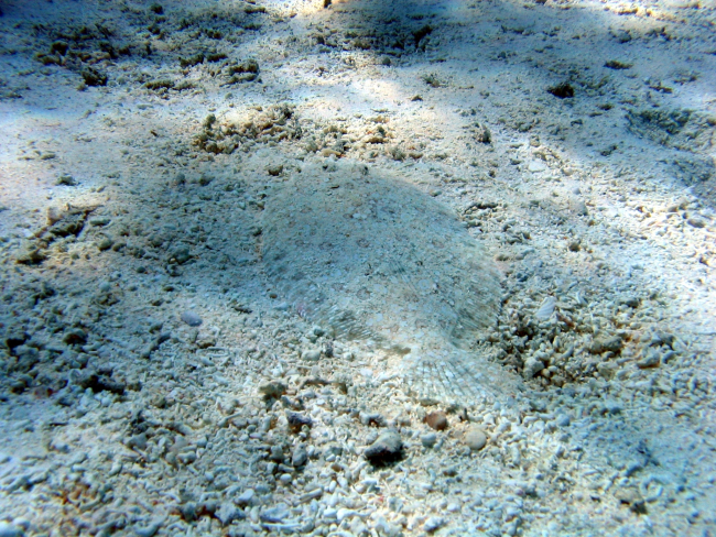 Can you find the fish?  Well-camouflaged peacock flounder (Bothusmancus) lies on coral debris bottom