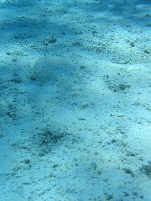 Can you find the fish?  Well-camouflaged peacock flounder (Bothusmancus) lies on coral debris bottom