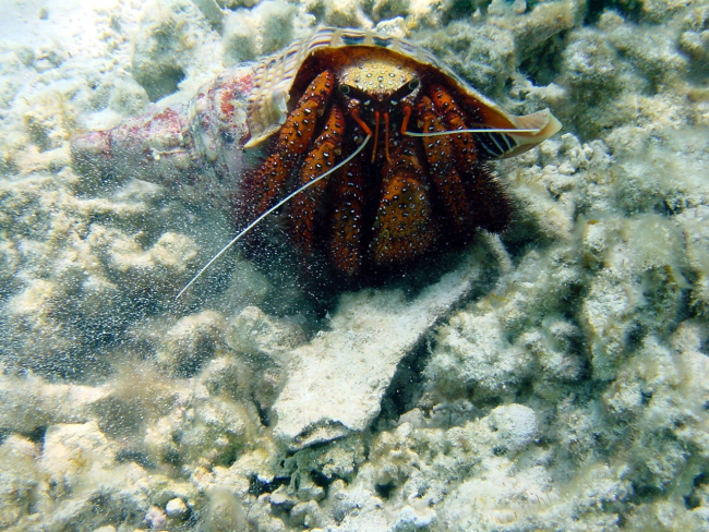 White-spotted hermit crab (Dardanus megistos)