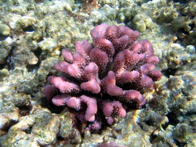 Cauliflower coral (Pocillopora meandrina)