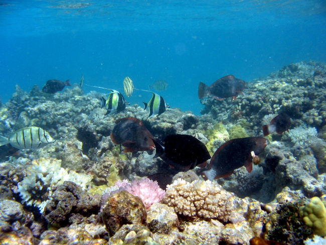 A variety of reef fish including convict tang, bullethead parrotfish, andmoorish idols