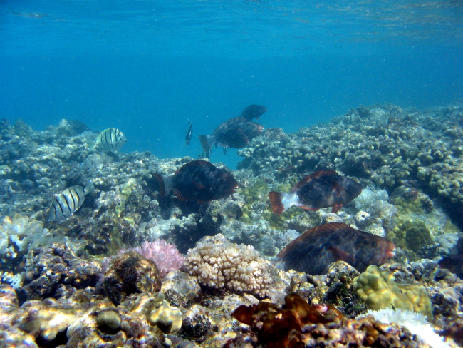 Reef fish including convict tang and bullethead parrotfish