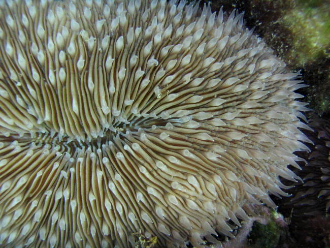 Mushroom coral (Fungia scutaria)