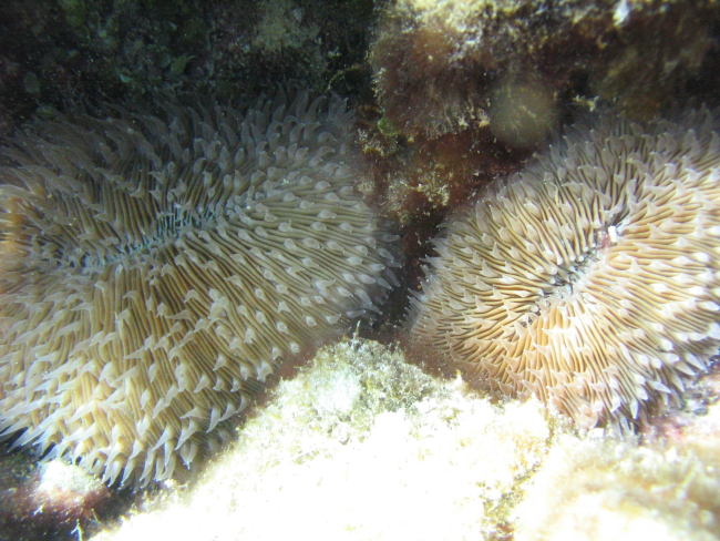 Mushroom corals (Fungia scutaria)