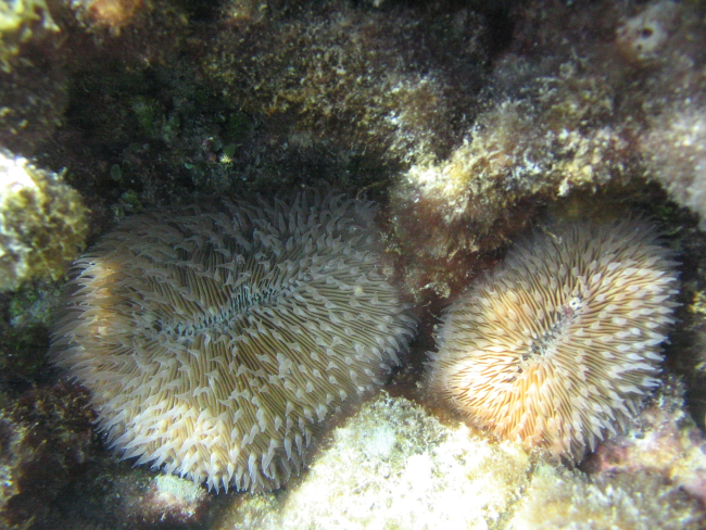 Mushroom corals (Fungia scutaria)
