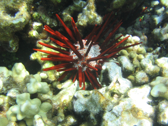 Pencil urchin (Heterocentrotus mammillatus)
