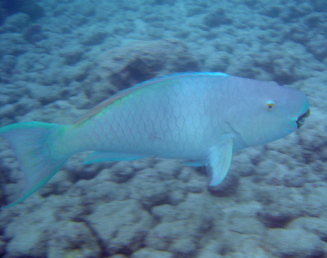 Parrotfish (Chlorurus sp
