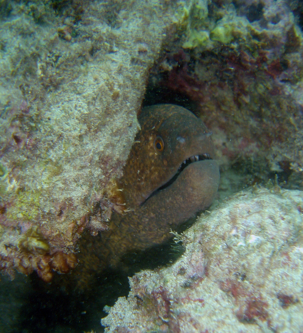 Yellowmargin moray eel (Gymnothorax flavimarginatus)